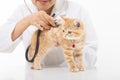 Female Veterinarian doing checkup a cute cat at clinic