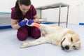 Female veterinarian examining of Central asian shepherd dog injured or hurt paw with bandage on the floor in vet clinic Royalty Free Stock Photo