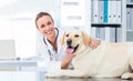 Female veterinarian examining dog Royalty Free Stock Photo