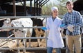 Female veterinarian and farmer in the cowshed Royalty Free Stock Photo