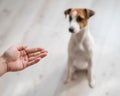 Female veterinarian giving pill to Jack Russell Terrier dog