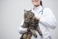 Female veterinarian holding a beautiful cat