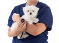 Female Veterinarian with Stethoscope Holding Young Maltese Puppy Isolated on White