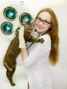 Female veterinarian with tabby cat in vet office Royalty Free Stock Photo