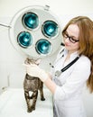 Female veterinarian with tabby cat in vet office Royalty Free Stock Photo