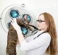 Female veterinarian with tabby cat in vet office Royalty Free Stock Photo