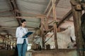 a female veterinarian works to observe the health of the cow