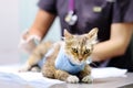 Female veterinary doctor giving injection for cat wearing bandage after surgery. Focus on syringe Royalty Free Stock Photo