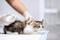 Female veterinary doctor giving injection for cute kitten Royalty Free Stock Photo