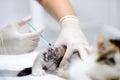 Female veterinary doctor giving injection for cute kitten Royalty Free Stock Photo