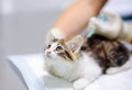 Female veterinary doctor giving injection for cute kitten Royalty Free Stock Photo