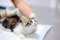 Female veterinary doctor giving injection for cute kitten Royalty Free Stock Photo