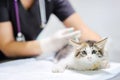 Female veterinary doctor giving injection for cute kitten Royalty Free Stock Photo