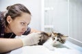 Female veterinary doctor giving injection for cute kitten Royalty Free Stock Photo