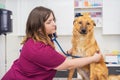 Female veterinary doctor using stethoscope for cute dog examination Royalty Free Stock Photo