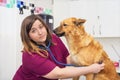 Female veterinary doctor using stethoscope for cute dog examination Royalty Free Stock Photo