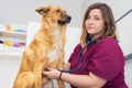 Female veterinary doctor using stethoscope for cute dog examination Royalty Free Stock Photo