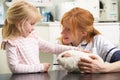 Female Veterinary Surgeon Examining Guinea Pig