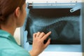 Female Veterinary Surgeon Examining X Ray Royalty Free Stock Photo