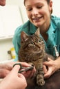 Female Veterinary Surgeon And Nurse Examining Cat