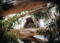 Female victorian koala with joey baby child on her back resting on the smooth bark of a big branch under the leaves of a