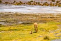 Female Vicuna and the baby grazing at the shore of Canapa Lake