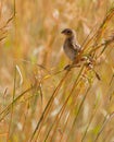 A female Village Indigobird