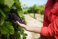 Female vintner examining grapes in vineyard