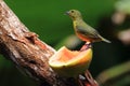 Female of the Violaceous Euphonia Euphonia violacea feeding on papaya Royalty Free Stock Photo