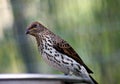 Female Violet-backed starling, cinnyricinclus leucogaster