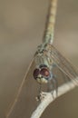 Violet dropwing Trithemis annulata on a branch