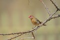 Female violet-eared waxbill on tree branch, Namibia