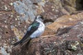 Female Violet-green Swallow