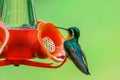 Female violet sabrewing hummingbird mid-flight with tongue extended Royalty Free Stock Photo