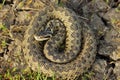 Female vipera ursinii in situ Royalty Free Stock Photo