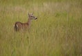 Female Virginia deer in the meadow. Odocoileus virginianus.