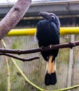 Female Visayan hornbill sitting on a branch in the aviary, large tropical bird from the philippines, Endangered animal specie