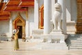 Female Visitor Taking Pictures of Guardian Lion at the Entrance of Ordination Hall of Wat Benchamabophit Temple, Thailand