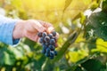 Female viticulturist harvesting grapes in grape yard