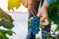 Female viticulturist harvesting grapes in grape yard