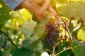 Female viticulturist harvesting grapes in grape yard Royalty Free Stock Photo