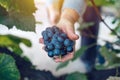 Female viticulturist harvesting grapes in grape yard Royalty Free Stock Photo