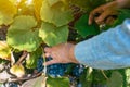 Female viticulturist harvesting grapes in grape yard Royalty Free Stock Photo