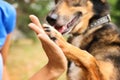 Female volunteer with homeless dog at animal shelter, closeup Royalty Free Stock Photo