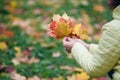 Female walk in autumn park and collect brigth maple leaf