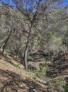 A Female Walker in the distance crossing an Old stone bridge on the trail through the mountains near to Pizarra. Royalty Free Stock Photo