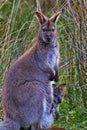 Alert kangaroo mother with baby joey