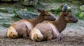 Female wapiti couple sitting together on the ground, tropical deer specie from America Royalty Free Stock Photo