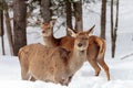 Female wapiti Royalty Free Stock Photo