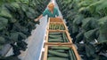 Female warmhouse worker pulling a trolley and collecting cucumbers. Organic cultivation of natural and fresh vegetables.